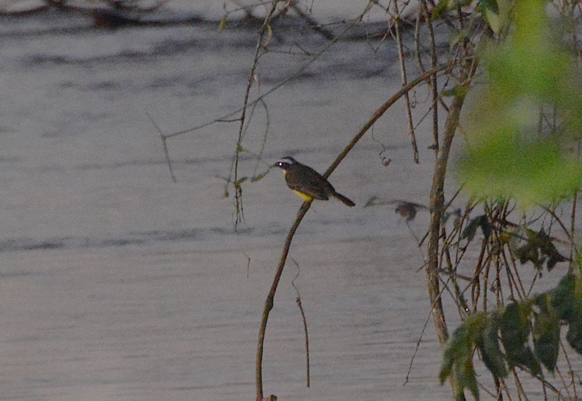 Social Flycatcher - ML640384469