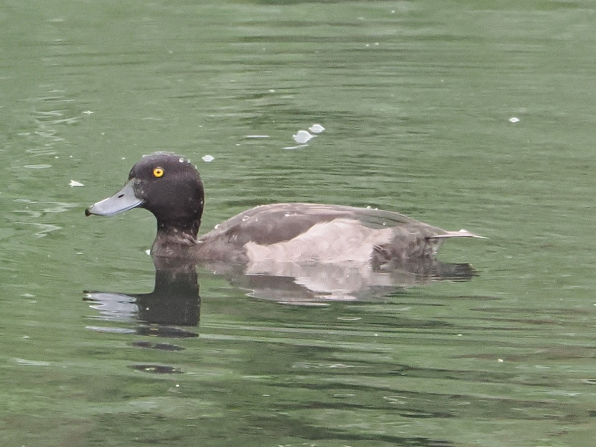 Tufted Duck - ML640384473