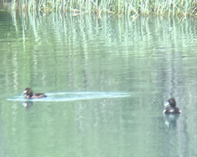 Tufted Duck - ML640384474
