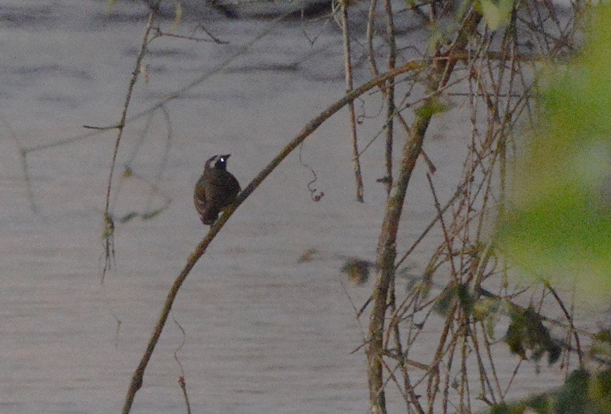 Social Flycatcher - ML640384475