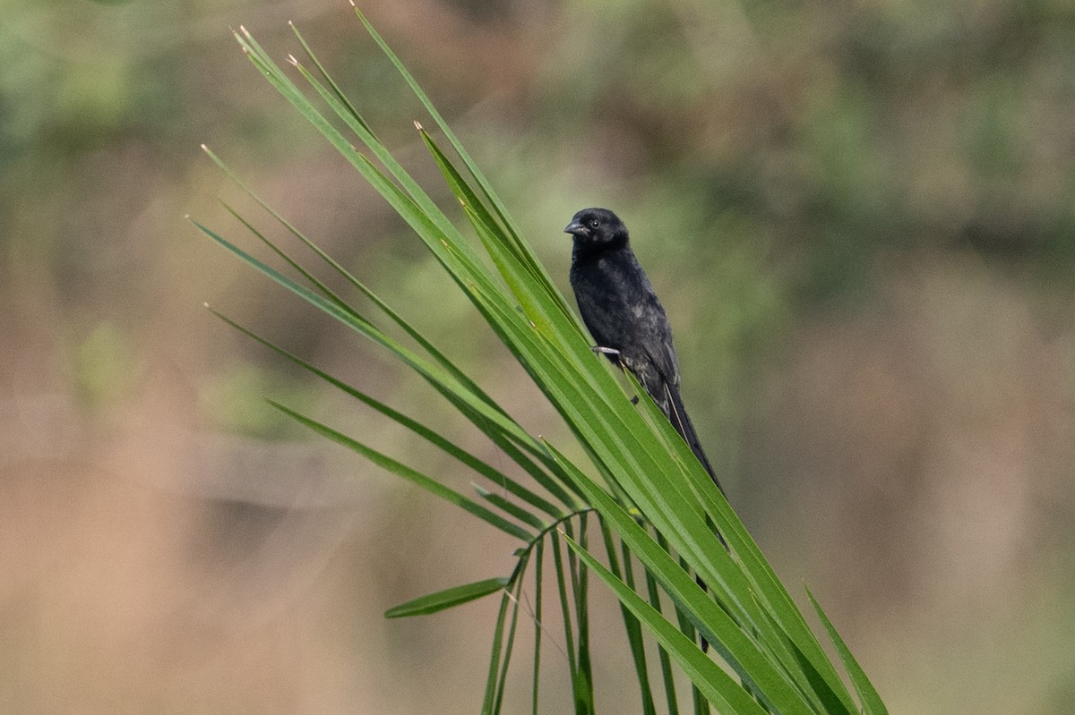 Red-collared Widowbird - ML640384476