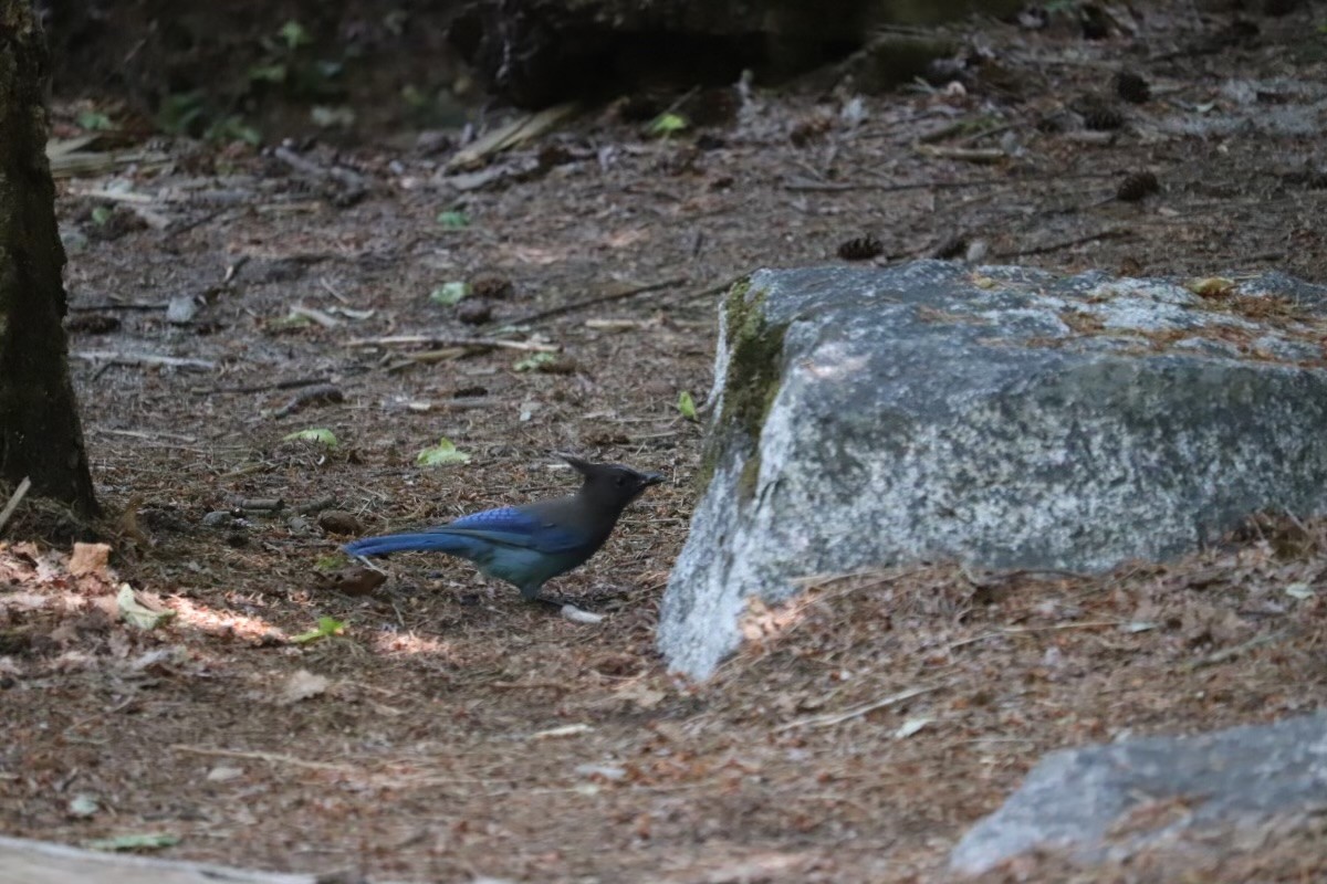 Steller's Jay - ML640384477