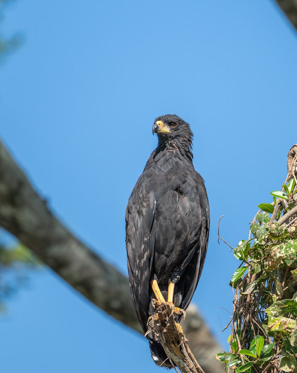 Great Black Hawk - ML640384523
