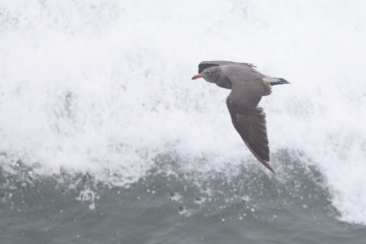 Heermann's Gull - ML640384544