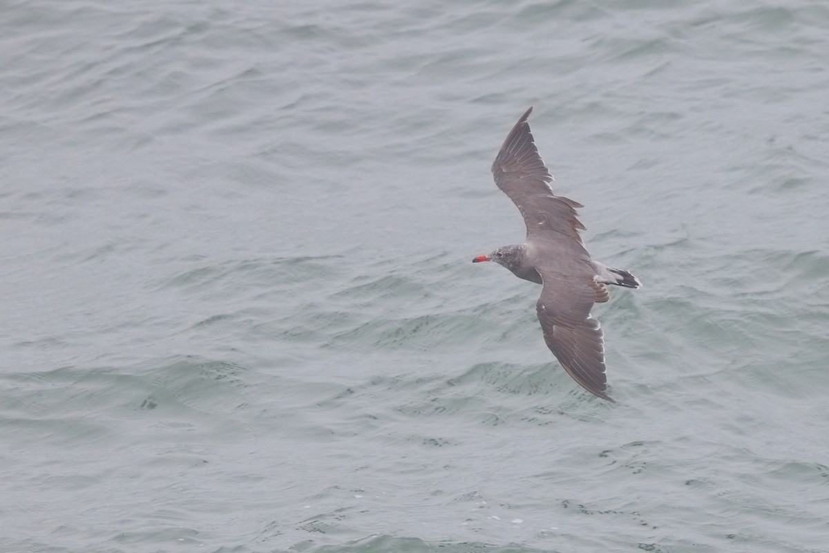 Heermann's Gull - ML640384545