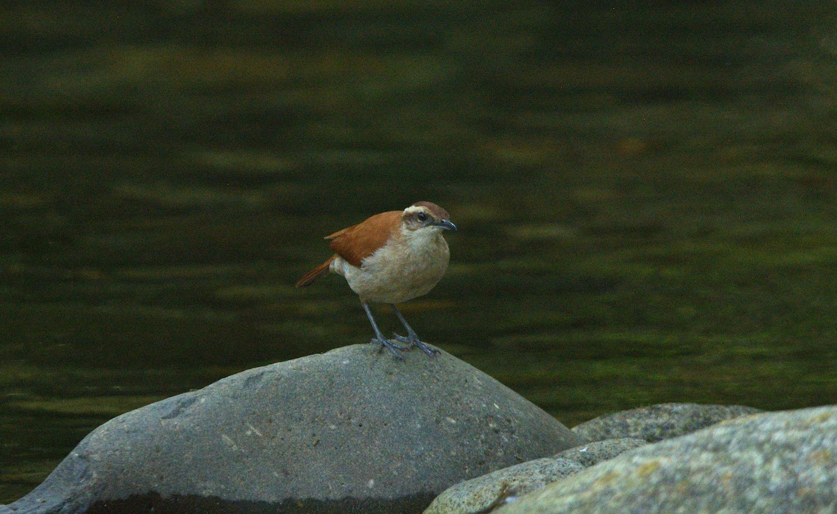 Wing-banded Hornero - ML640384559