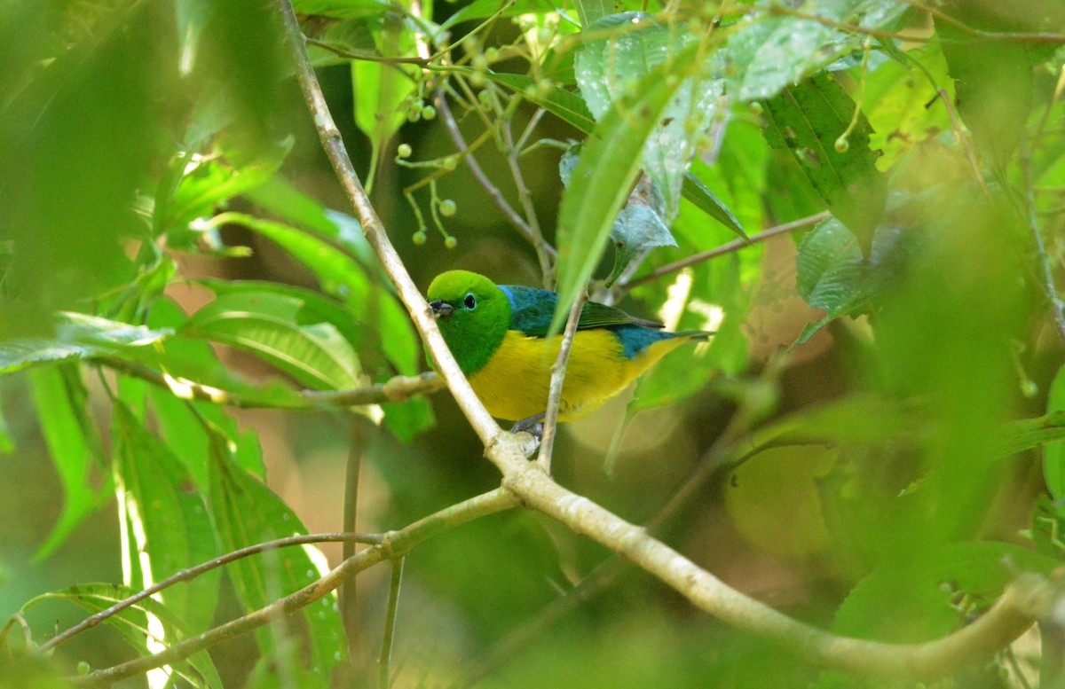 Blue-naped Chlorophonia - ML640384591