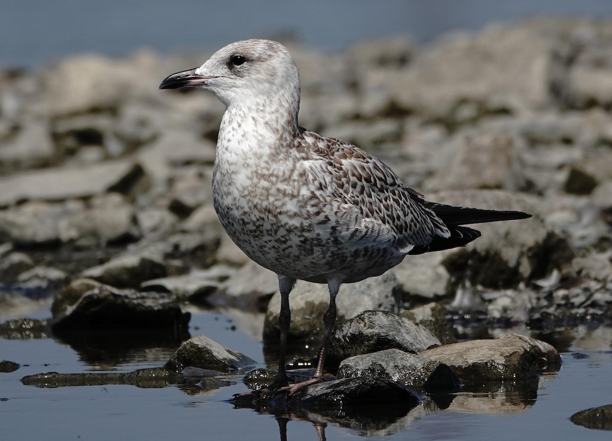 Great Black-backed Gull - ML640384595