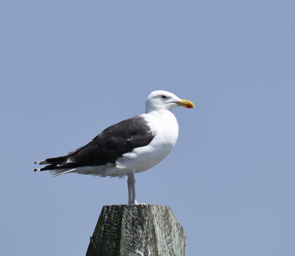 Great Black-backed Gull - ML640384603