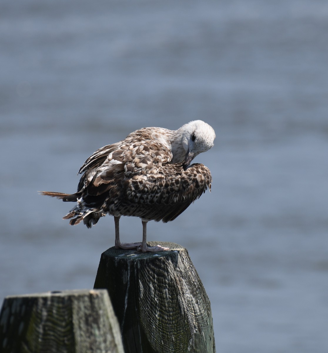 Great Black-backed Gull - ML640384604