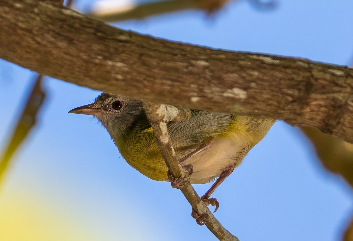 Ashy-headed Greenlet - ML640384639