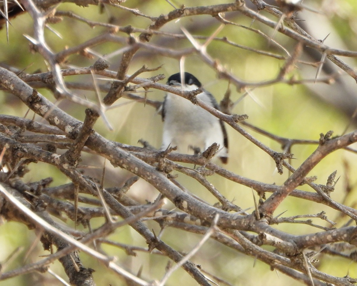 Tropical Gnatcatcher - ML640384688