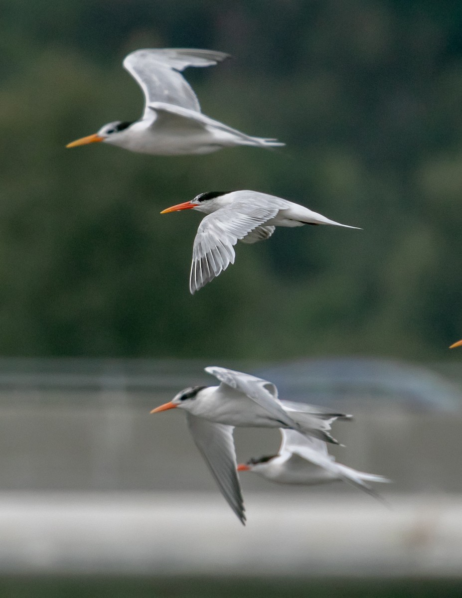 Elegant Tern - ML640384708