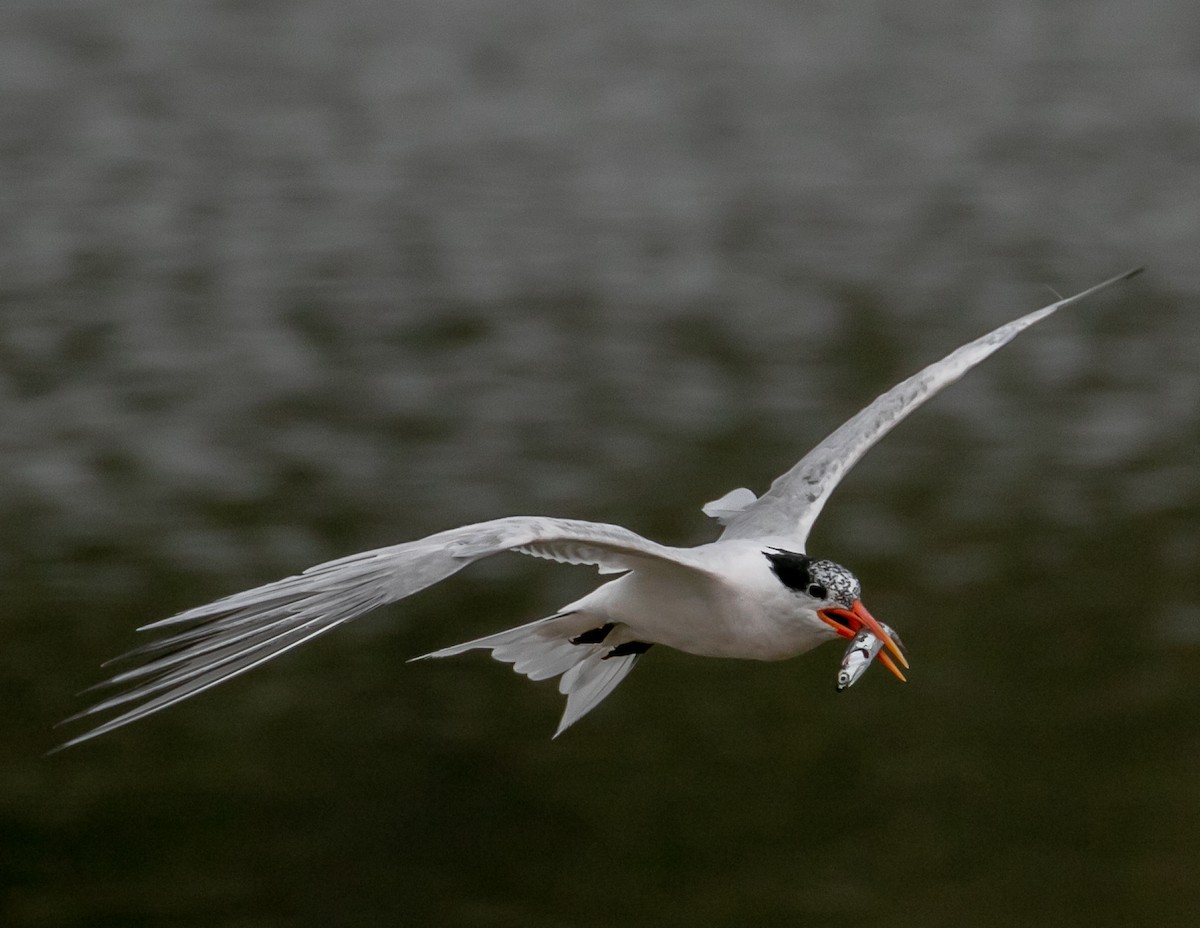 Elegant Tern - ML640384710