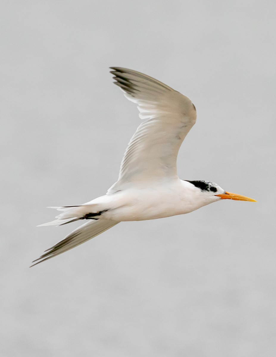 Elegant Tern - ML640384726