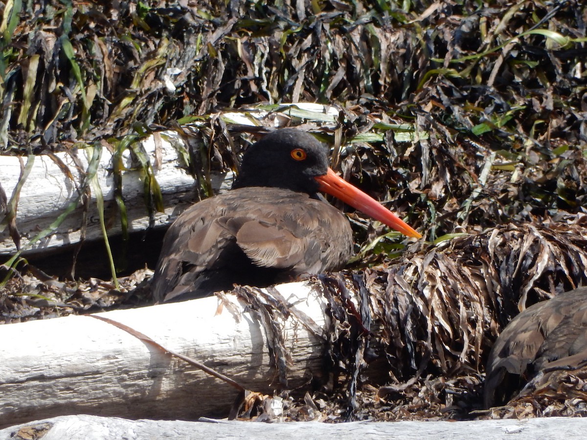 Black Oystercatcher - ML640384738