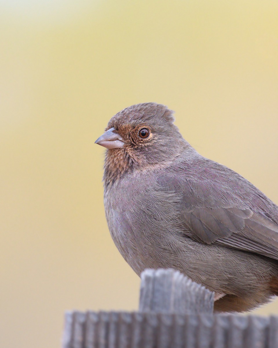 California Towhee - ML640384753
