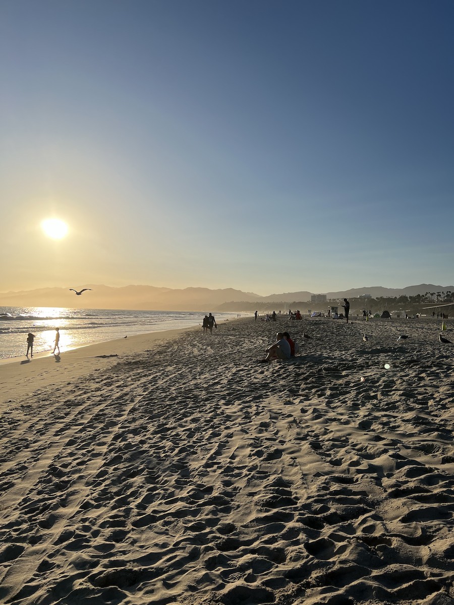 Western Gull - ML640384760