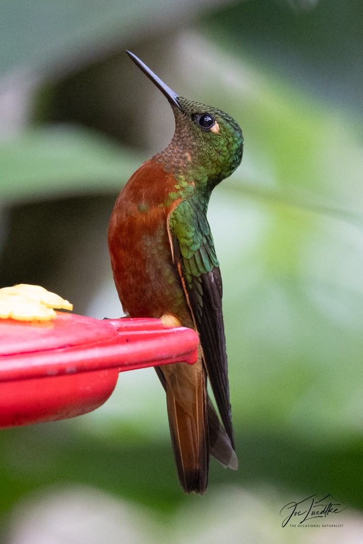Chestnut-breasted Coronet - ML640384799
