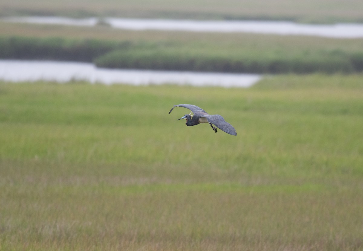 Tricolored Heron - ML640384813