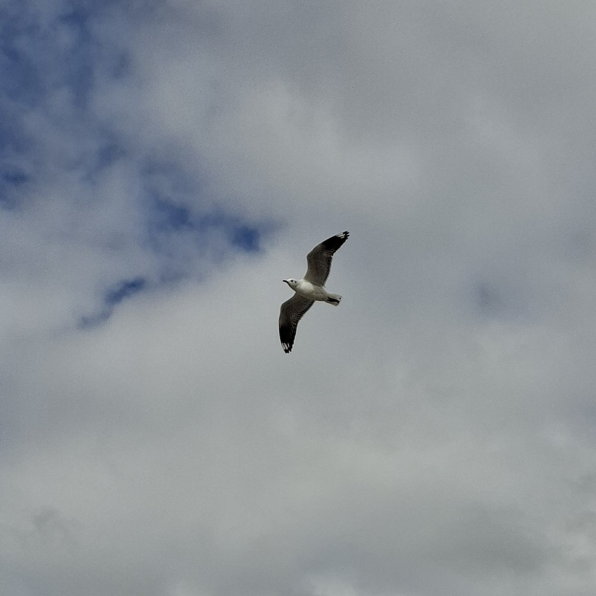 Andean Gull - ML640384824