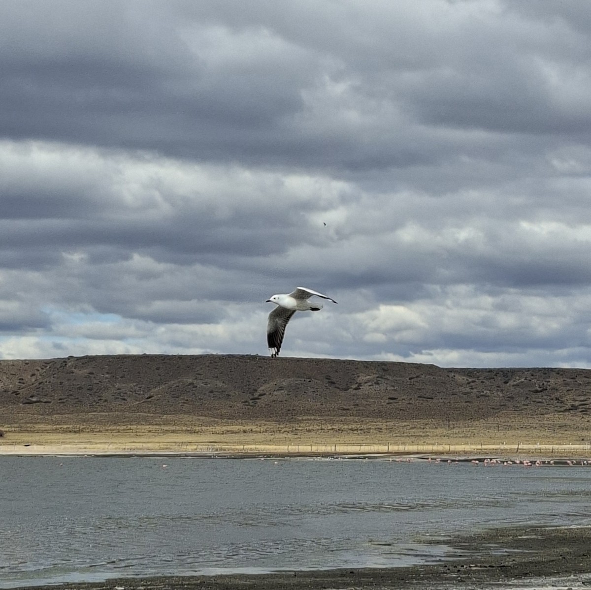 Andean Gull - ML640384825
