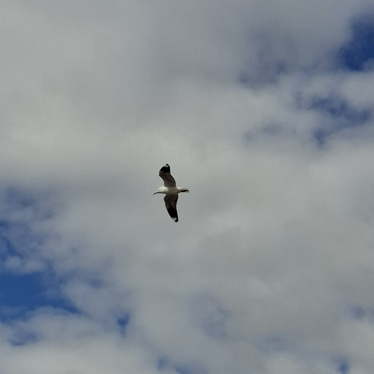 Andean Gull - ML640384826