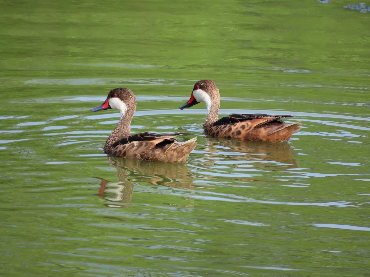 White-cheeked Pintail - ML640384855