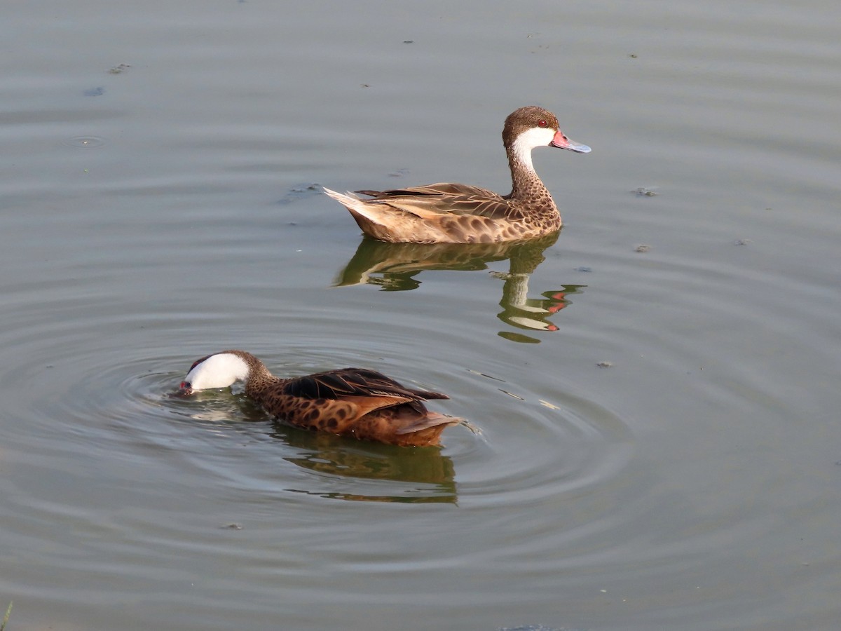 White-cheeked Pintail - ML640384860