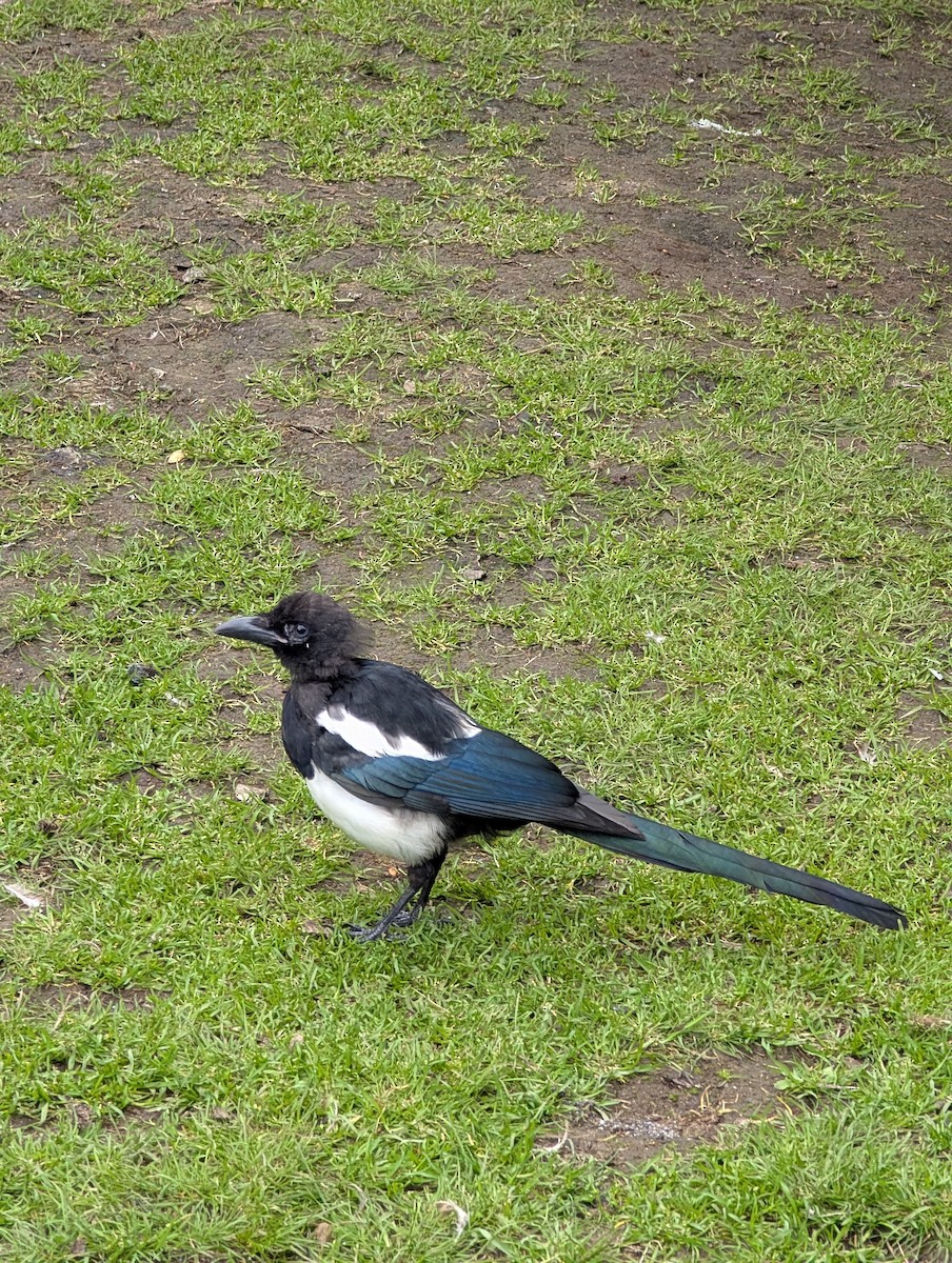 Black-billed Magpie - ML640384879