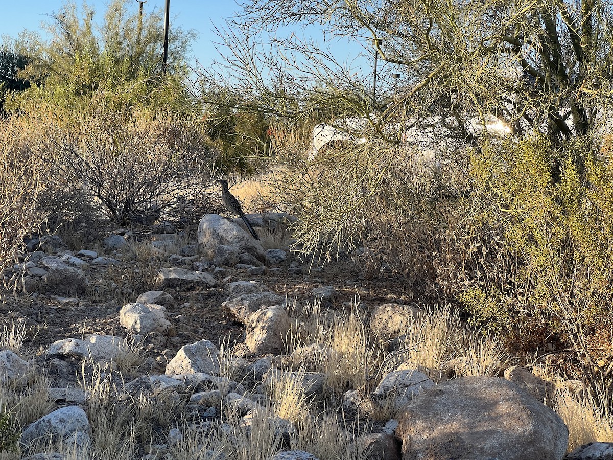 Greater Roadrunner - ML640384902