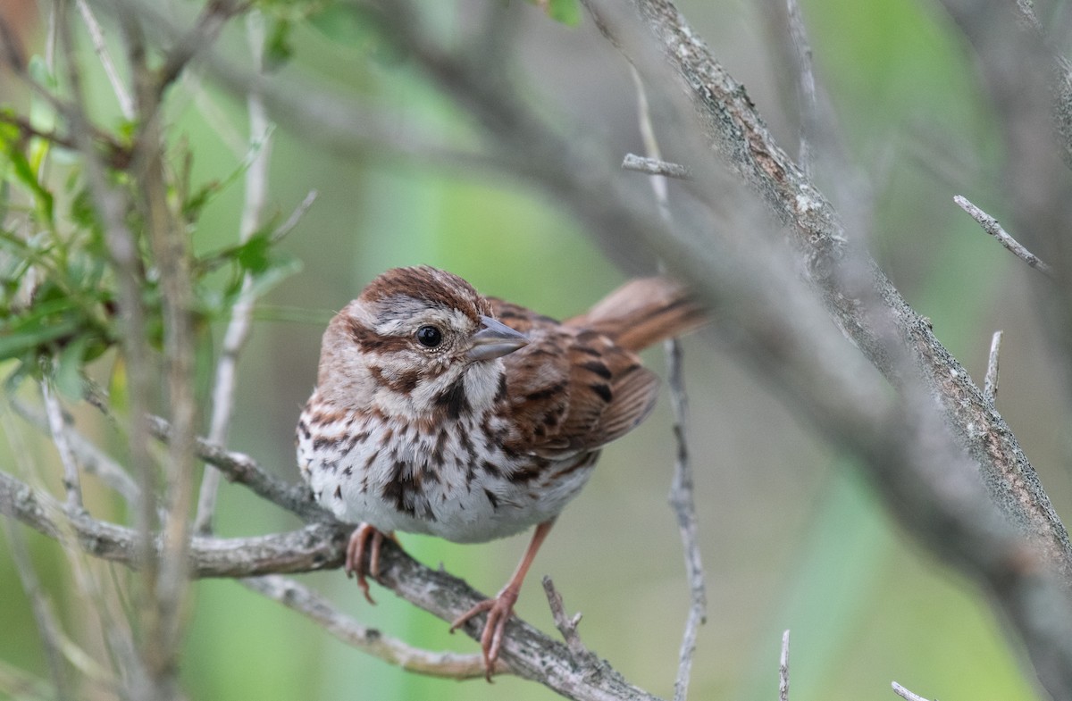 Song Sparrow (melodia/atlantica) - ML640384918