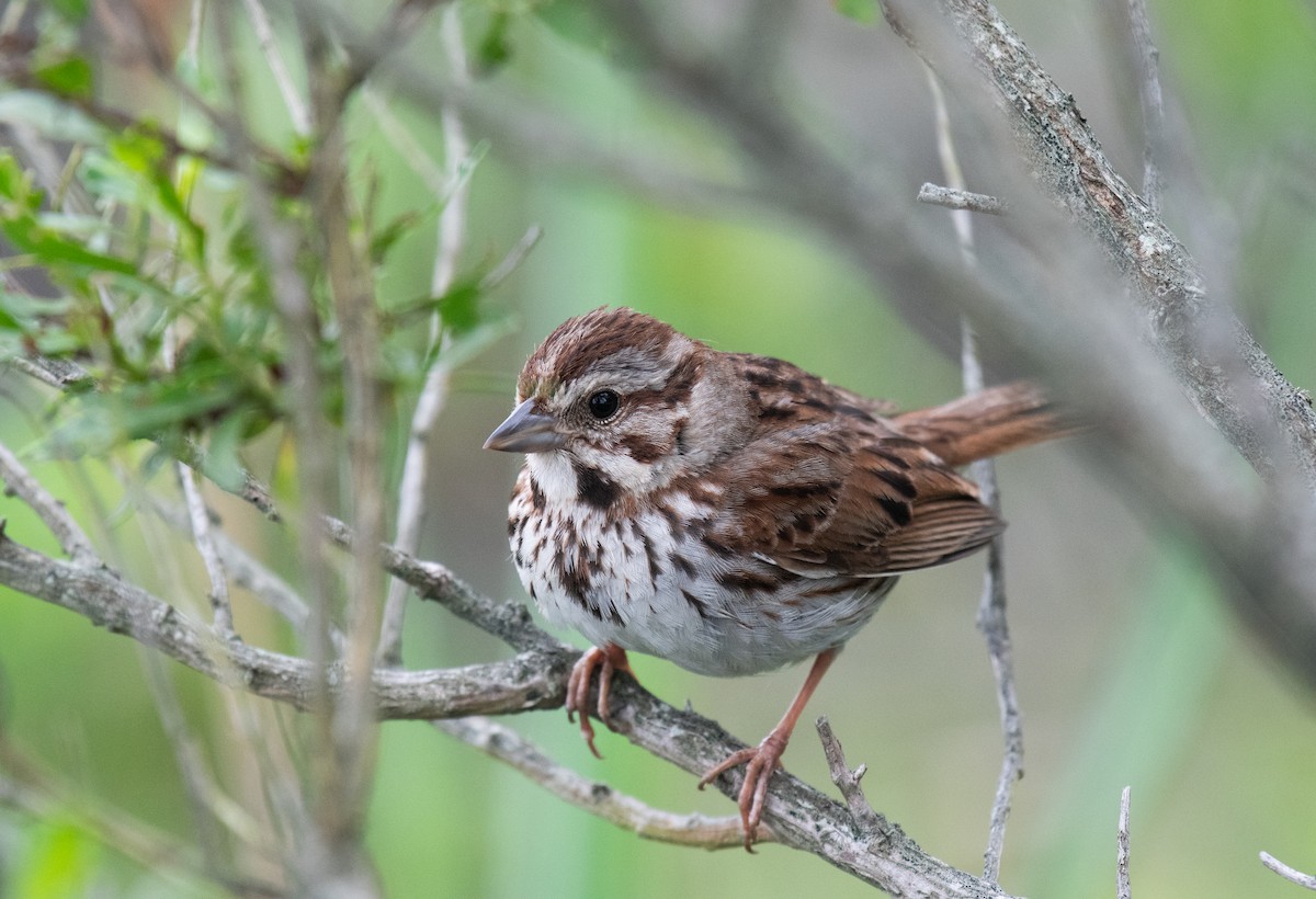 Song Sparrow (melodia/atlantica) - ML640384919