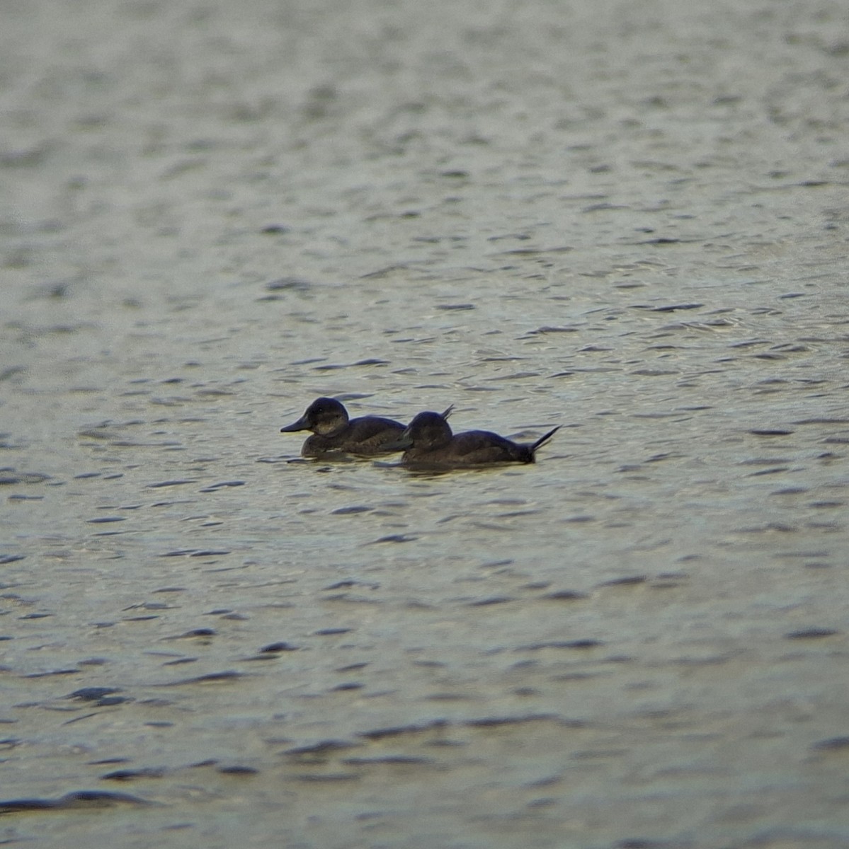 Andean Duck - ML640384925