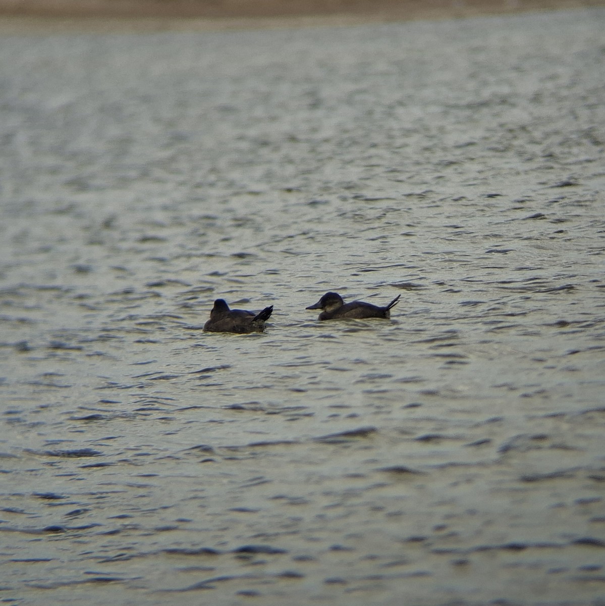 Andean Duck - ML640384928