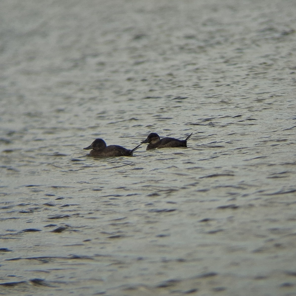 Andean Duck - ML640384929