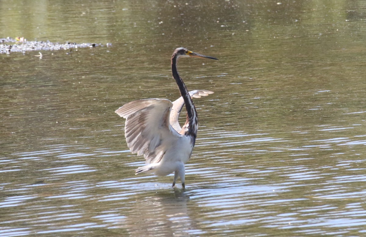 Tricolored Heron - ML640384952