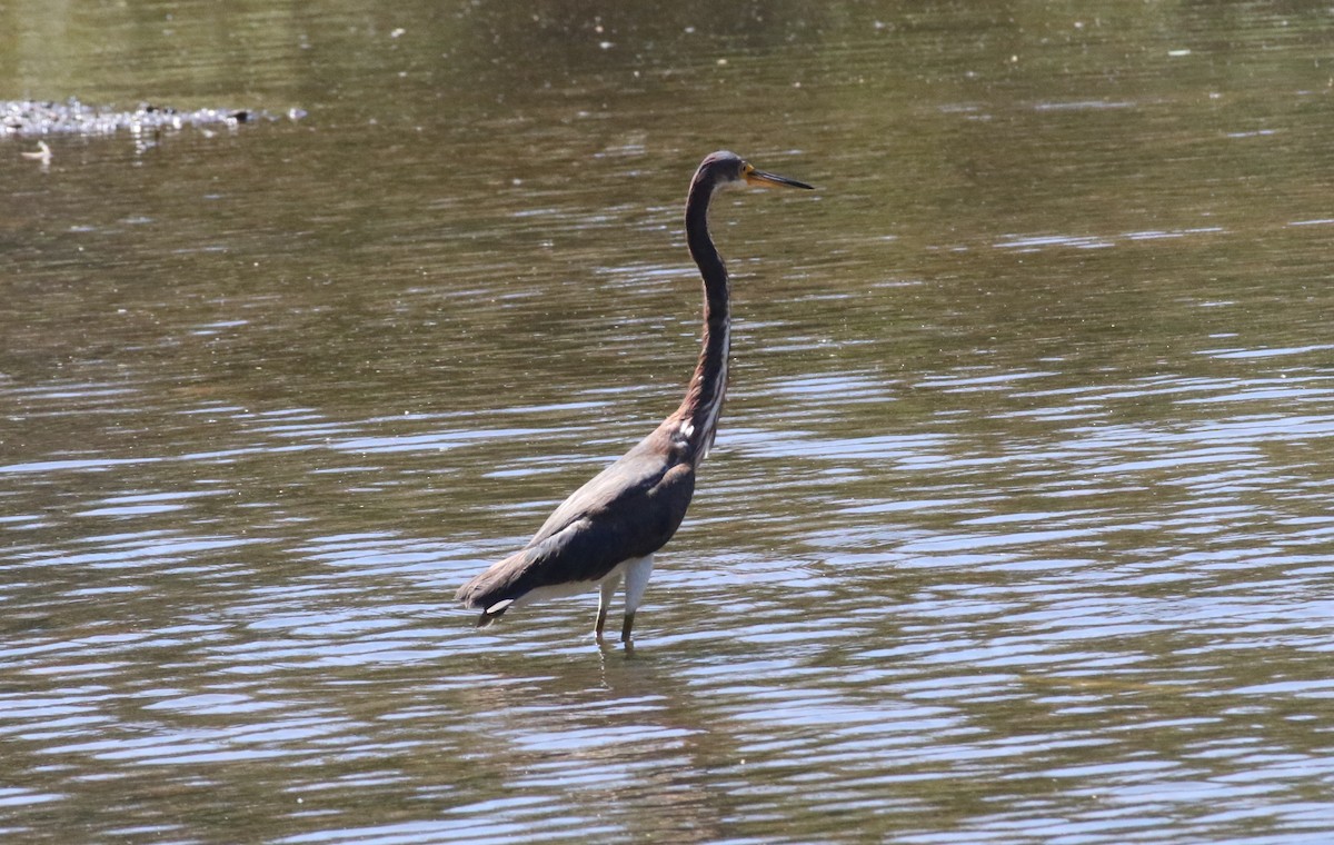 Tricolored Heron - ML640384954