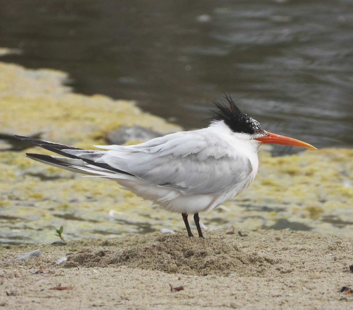Elegant Tern - ML640384985