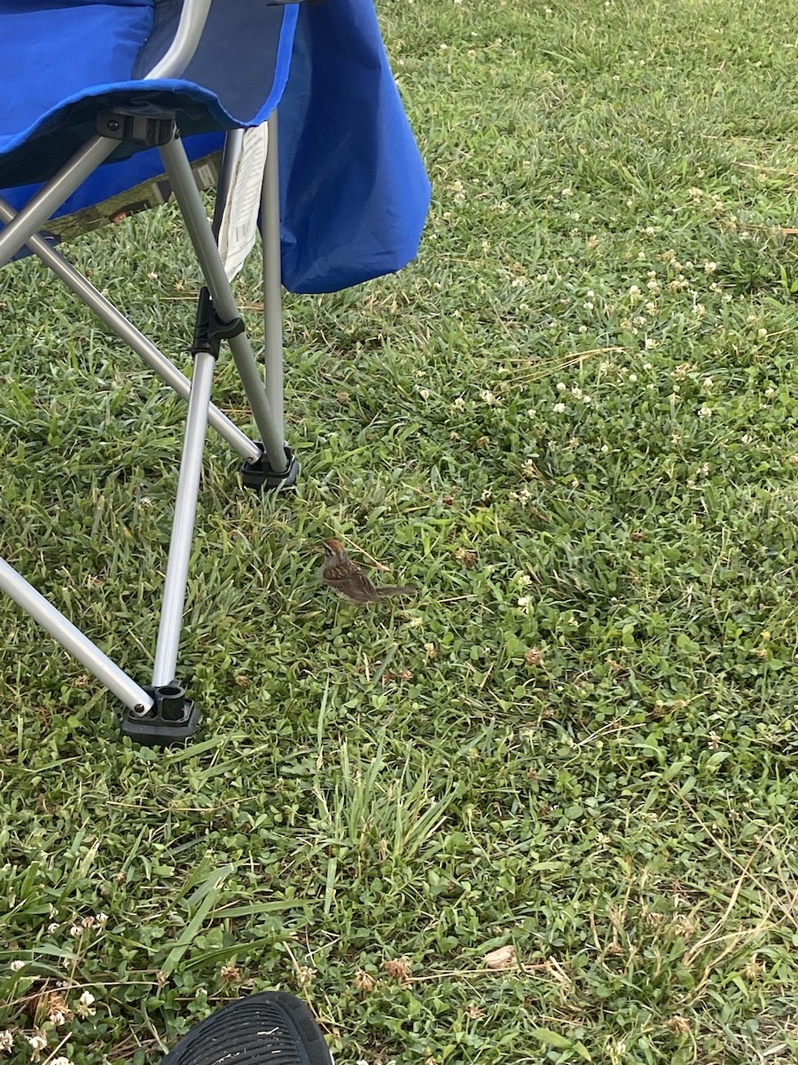 Chipping Sparrow - ML640385021