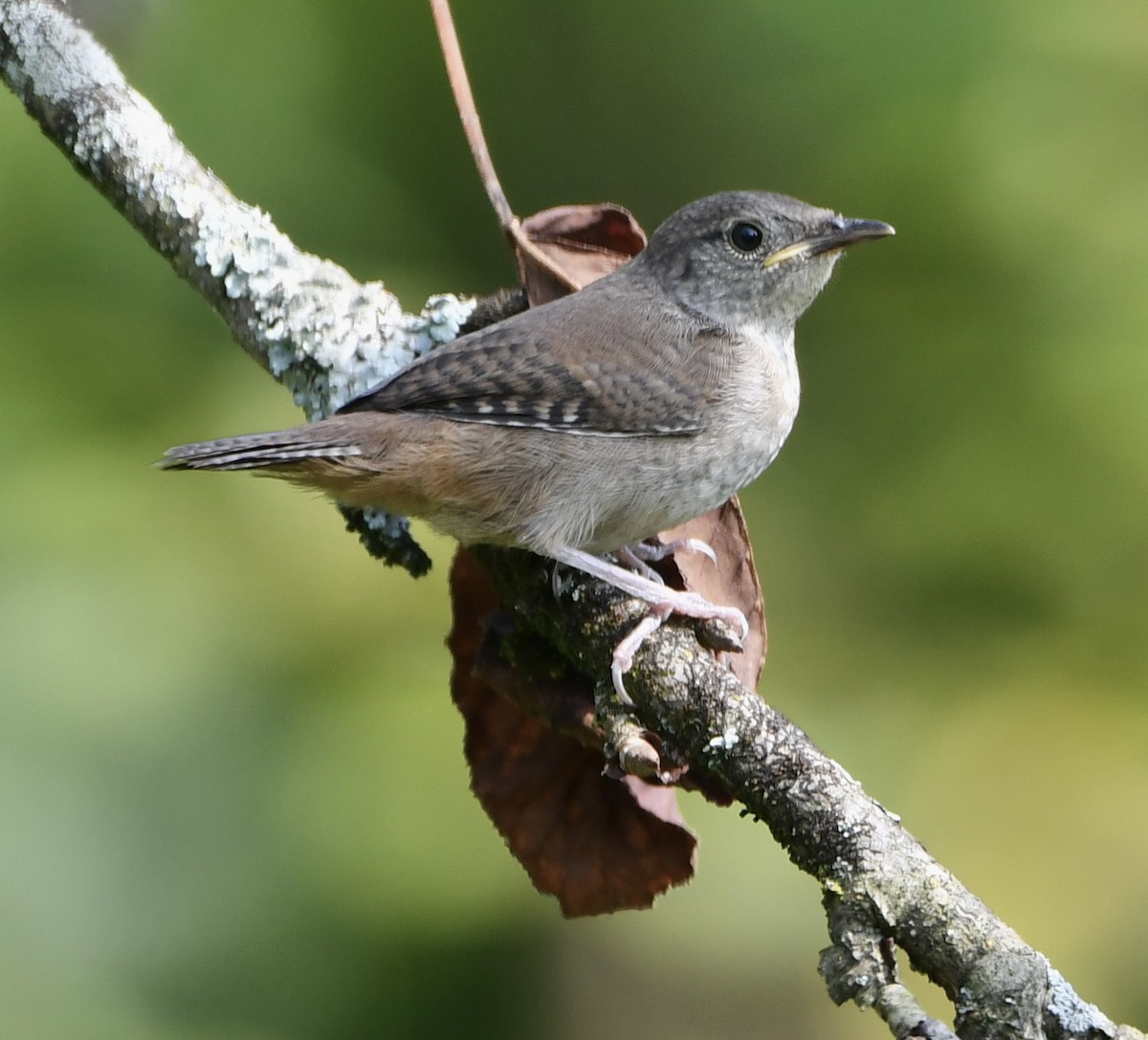 Northern House Wren - ML640385028