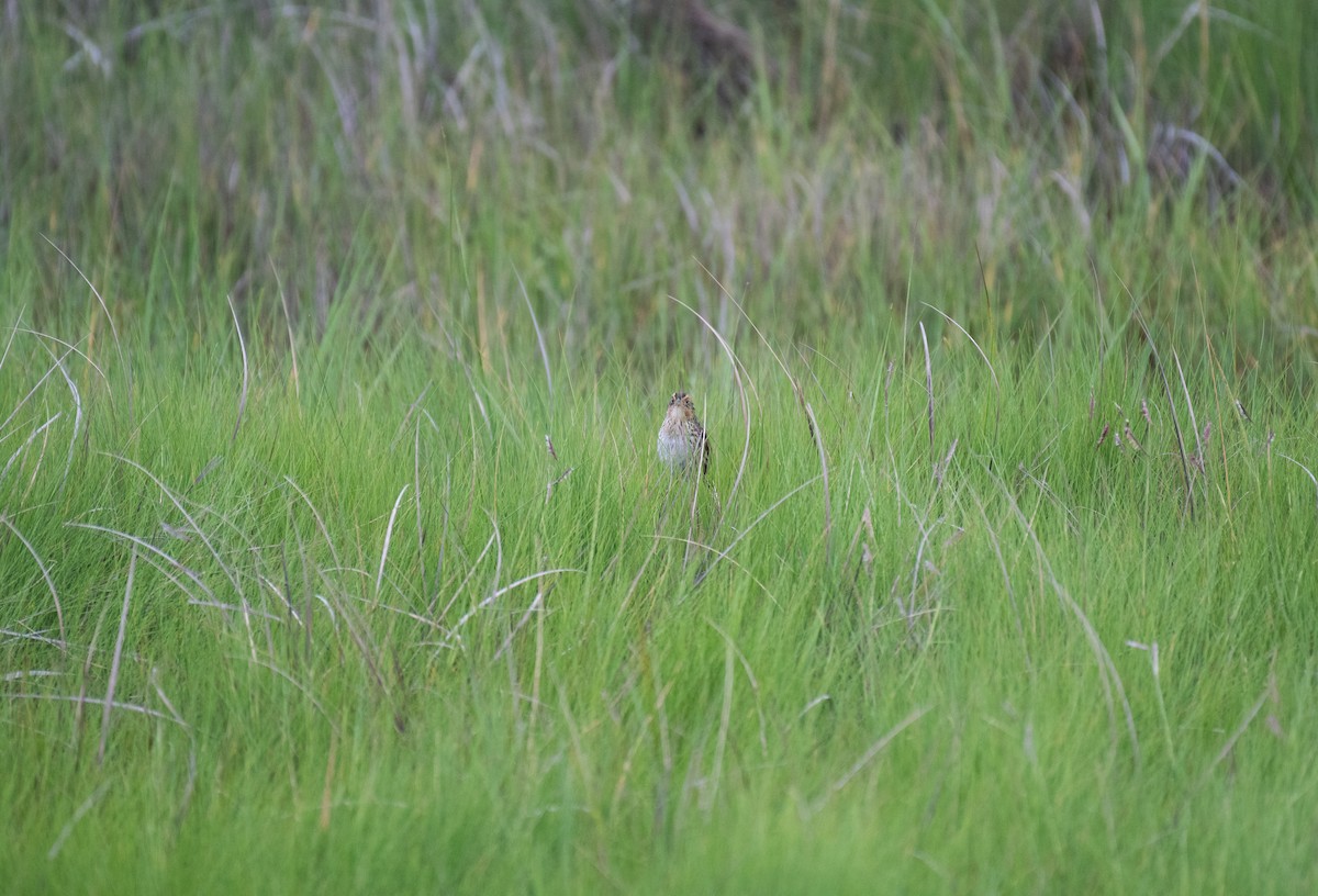 Saltmarsh Sparrow - ML640385093