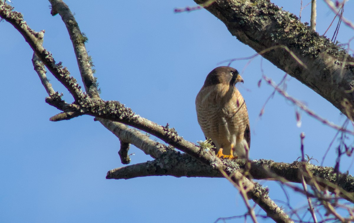 Roadside Hawk - ML640385094