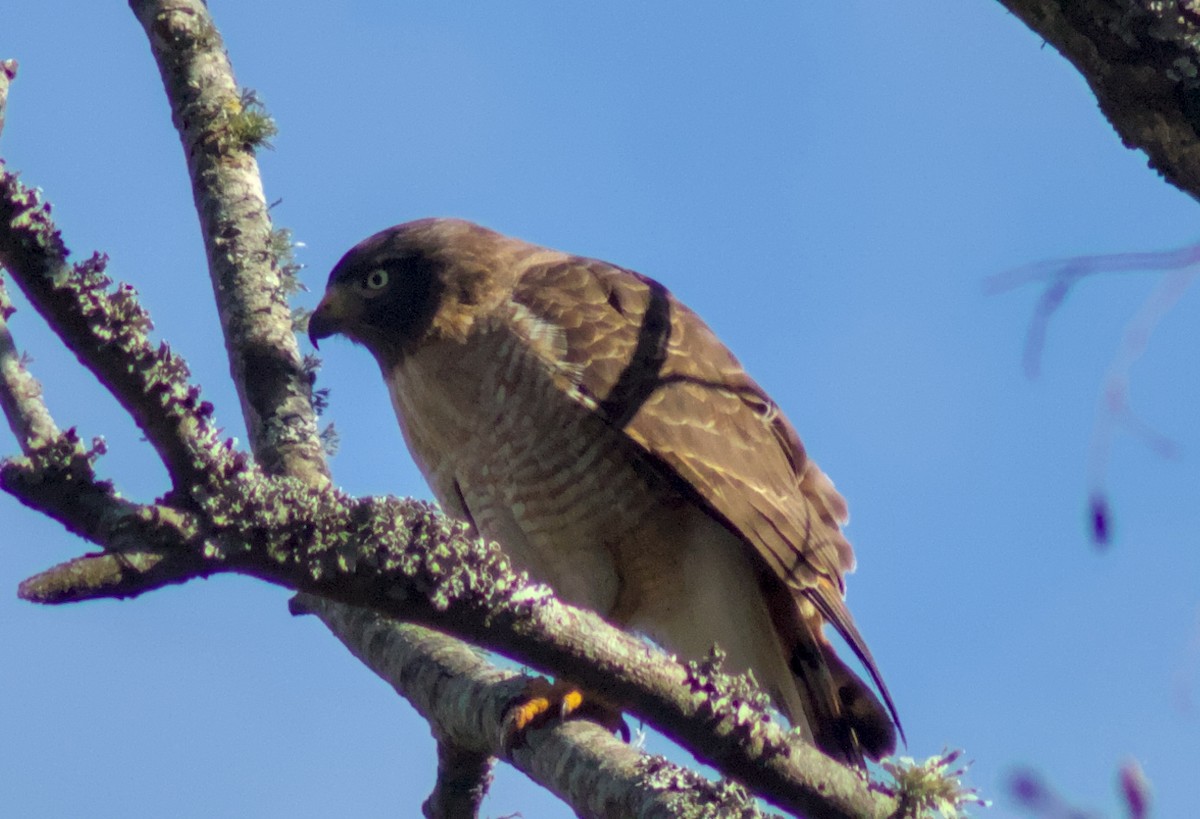 Roadside Hawk - ML640385099