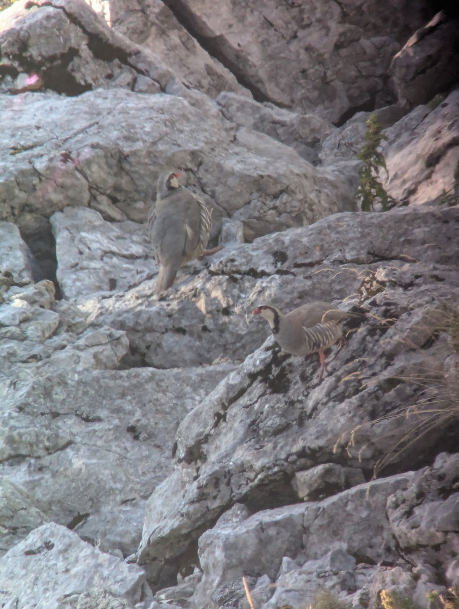 Rock Partridge - ML640385120