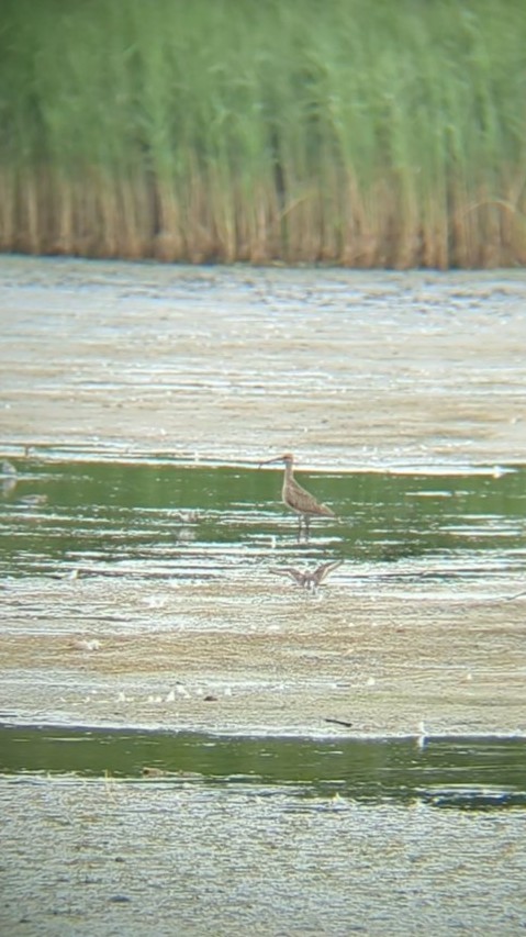 Hudsonian Whimbrel - ML640385137