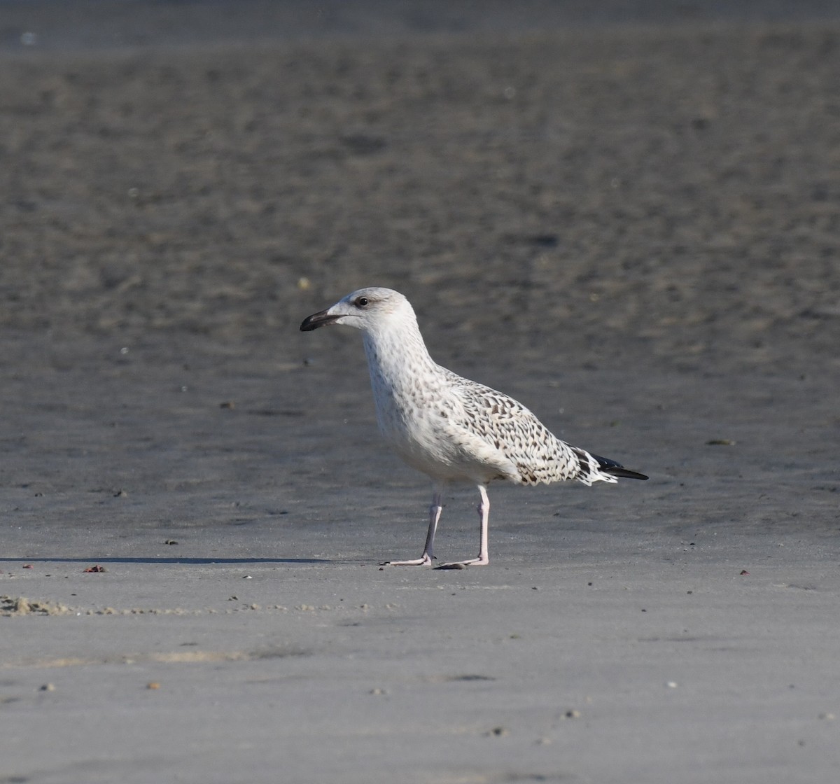 Great Black-backed Gull - ML640385198