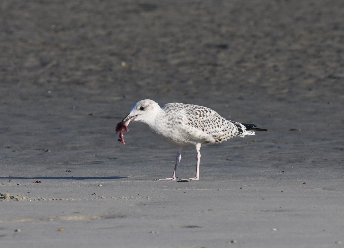 Great Black-backed Gull - ML640385201