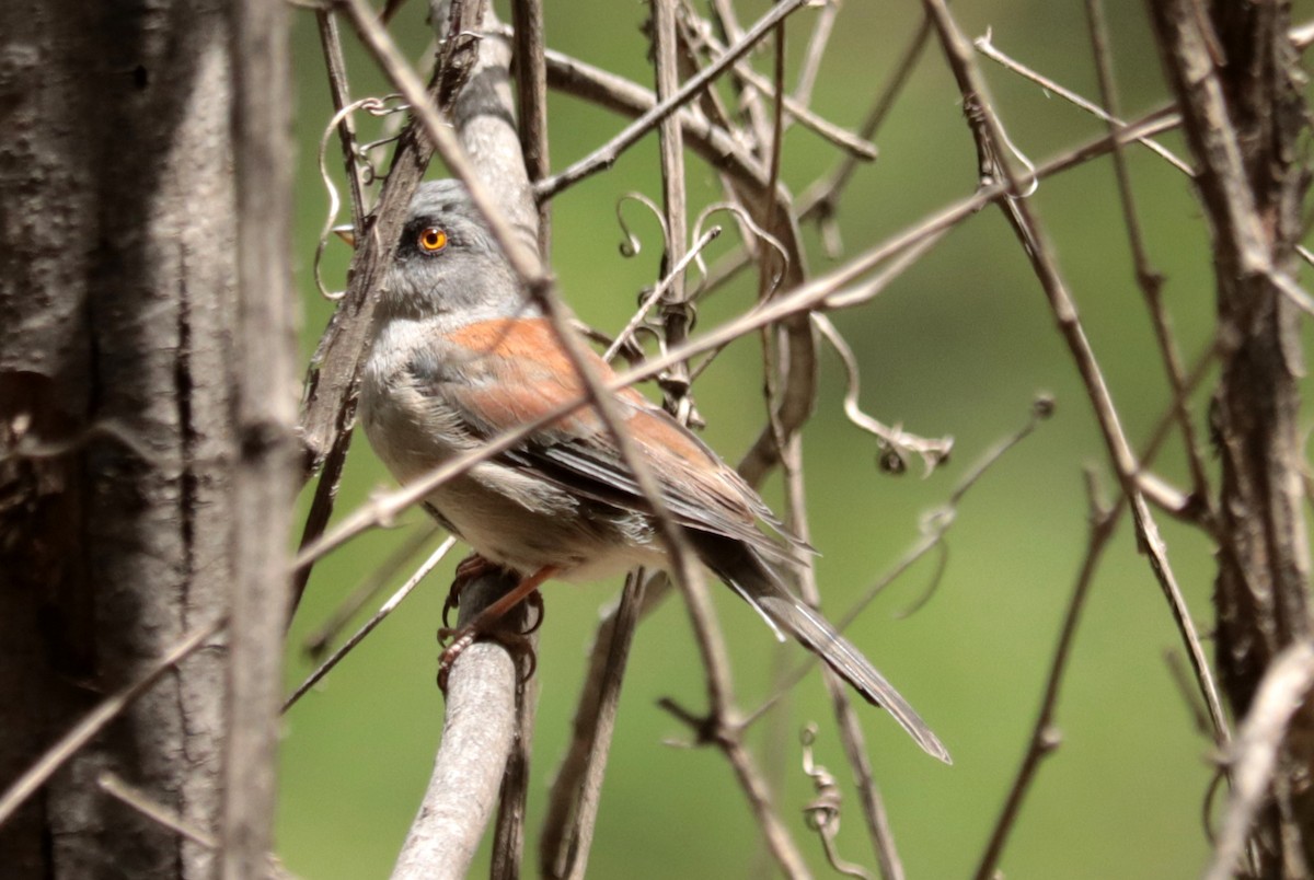 Yellow-eyed Junco - ML640385233