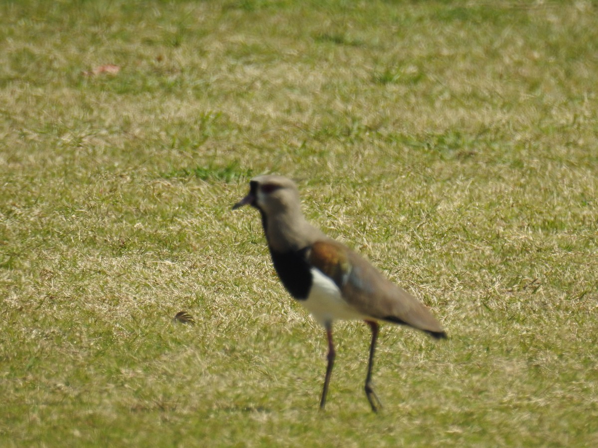 Southern Lapwing - ML640385256